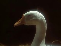 sexo sexo en video comedia divertida bbw ruso vendimia
