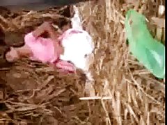 Muyzorritas hot northindian chica disfrutó con su bf en el campo