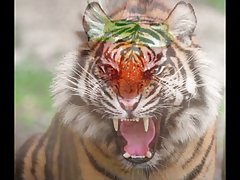 Xxx video con tigre